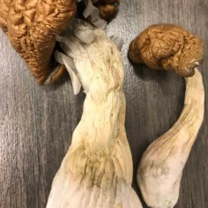 Malabar Magic Mushroom