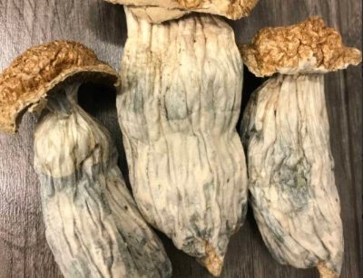 Melmac Penis Envy Magic Mushrooms