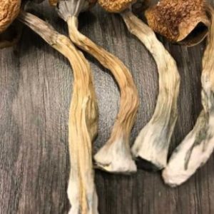 African Transkei Magic Mushrooms