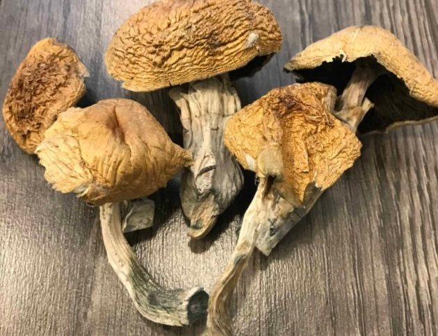 Alacabenzi Magic Mushrooms