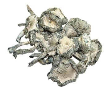 Albino A+ Magic Mushrooms