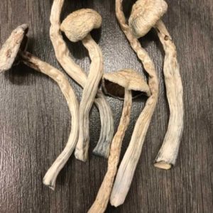 Albino Treasure Coast Magic Mushrooms