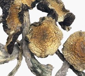 Amazonian Magic Mushrooms