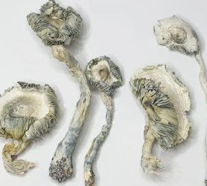Avery's Albino Magic Mushrooms