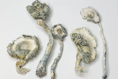 Avery's Albino Magic Mushrooms