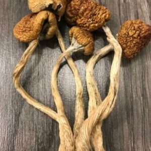 Blue Meanie Magic Mushrooms