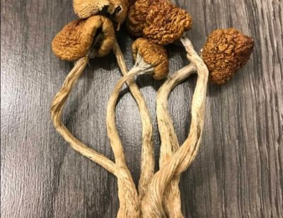 Blue Meanie Magic Mushrooms