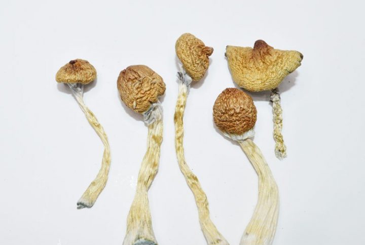 Blue Meanies Mushrooms