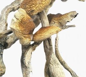 Brazilian Magic Mushrooms