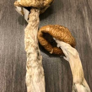 Cambodian Gold Magic Mushrooms