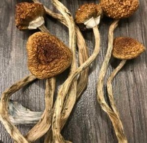 Cambodian Magic Mushrooms