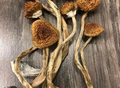 Cambodian Magic Mushrooms
