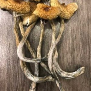 Costa Rican Magic Mushrooms