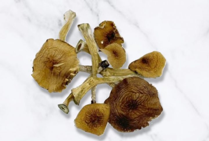 Ecuador Magic Mushroom