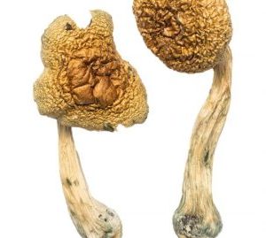 Golden Mammoth Magic Mushrooms