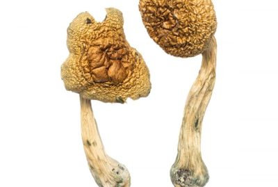 Golden Mammoth Magic Mushrooms