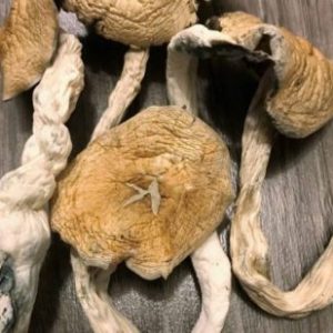 Golden Teacher Magic Mushrooms