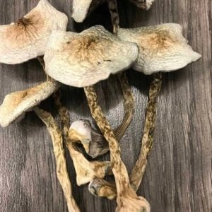 Great White Monster Magic Mushrooms