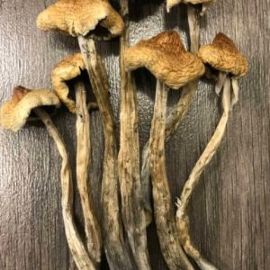 Huautla Magic Mushrooms