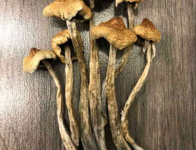 Huautla Magic Mushrooms