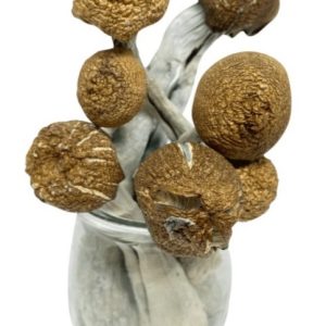 Jedi Mind Fuck mushrooms