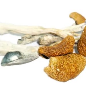 Martinique Magic Mushrooms