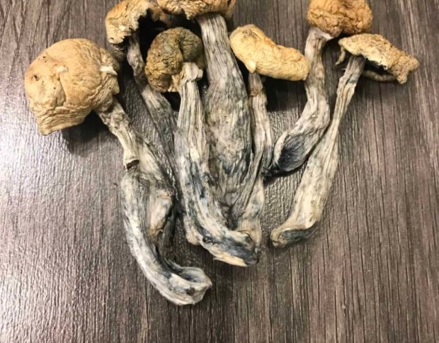 Mazatapec Magic Mushrooms