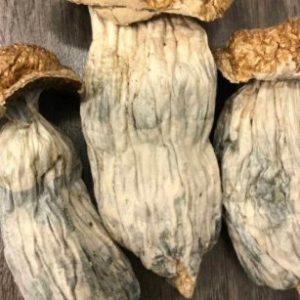 Melmac Penis Envy Magic Mushrooms