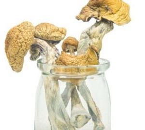 Penis Envy 6 Cubensis Magic Mushrooms