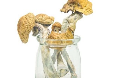 Penis Envy 6 Cubensis Magic Mushrooms