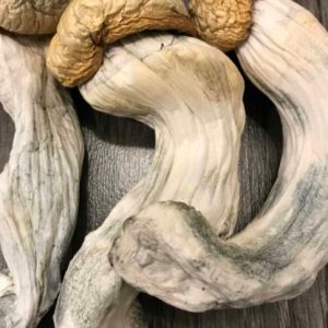 Penis Envy Mushrooms