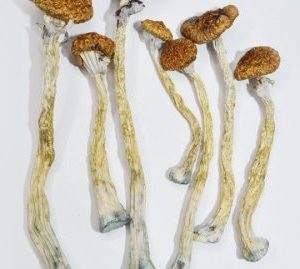 Puerto Rican Magic Mushrooms