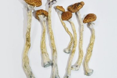 Puerto Rican Magic Mushrooms