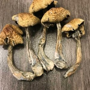 South American Magic Mushroom