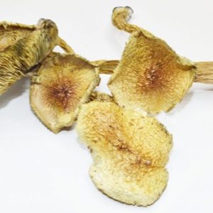 Transkei Magic Mushrooms