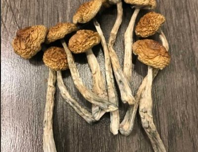 Wollygong Magic Mushrooms